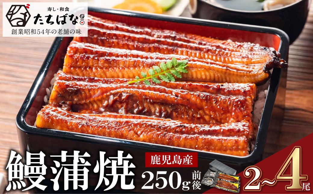 
            国産うなぎ使用！ 老舗たちばな 国産うなぎ蒲焼  (合計 250g前後) 選べる 2尾～4尾 鰻 うなぎ 南九州産うなぎ 鰻 ウナギ 国産鰻 人気 おすすめ たれ 蒲焼 蒲焼き 特大 鰻 かばやき 冷凍 鰻 うな重 ひつまぶし 福智町 W02 ★レビューキャンペーン開催★ 《福智町チャンス》
          