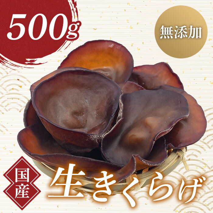 【ふるさと納税】群馬県産 生きくらげ (こたちゃんきくらげ) 500g 無添加 無農薬 国産