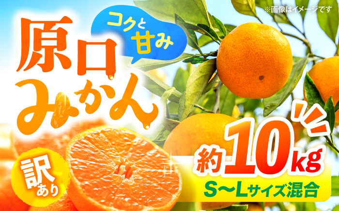 
            みかん 【12月より発送開始】【 訳あり 】 原口みかん 約10kg （S～Lサイズ混合）  長崎 西海 みかん ミカン 原口みかん 5kg 10kg みかん 訳あり ＜横坂農園＞ [CFW004]
          