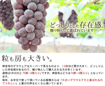 [先行予約] 神宮寺ぶどう (デラウエア) 2kg｜ブドウ 葡萄 くだもの 果物 フルーツ [0220]