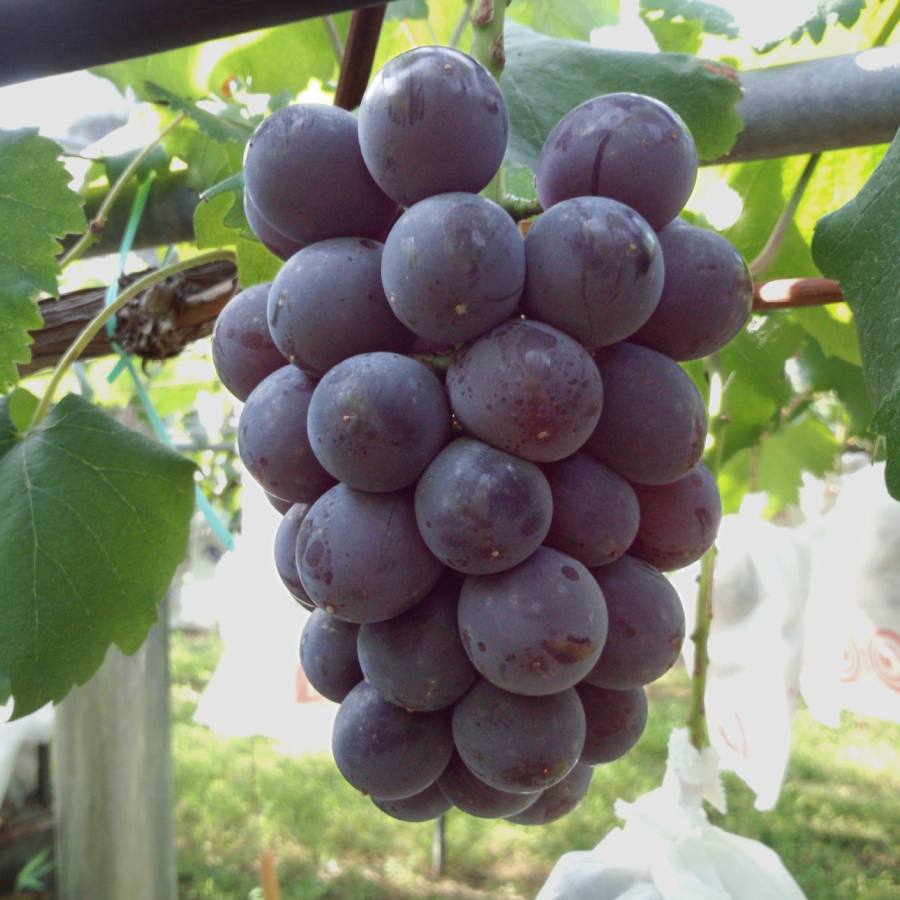 ＜ふれあいプラザ須金＞「巨峰」種有り1.2kg（2～3房）
