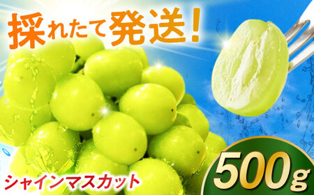 【2026年発送】シャインマスカット 500g / 佐賀県 / リフルット株式会社 [41ABAA012]