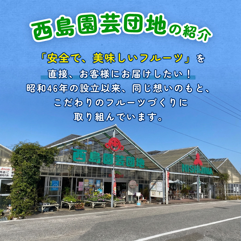 高知県南国市産／ご家庭用マスクメロン（2個）【メロン フルーツ くだもの デザート 高評価 人気 おすすめ】【メロン マスクメロン フルーツ 果物 くだもの 食品 デザート 高評価 厳選 高級 ギフト