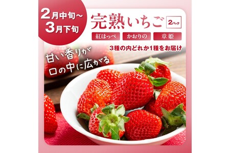 【先行予約／フルーツ定期便4回】旬の果物厳選！京丹後フルーツ王国セット（完熟イチゴ・メロン・シャインマスカット・二十世紀梨）（2026年2月中旬～発送）