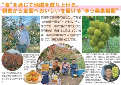 【訳あり】 規格外品 2026年12月発送 志波の富有柿  約3kg 規格外品