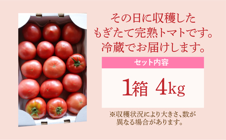 朝採り完熟 トマト 4kg 1箱 大玉 7月発送 新鮮 野菜 農家直送 おすすめ おいしい 福島県 田村市 田村 がもう農園