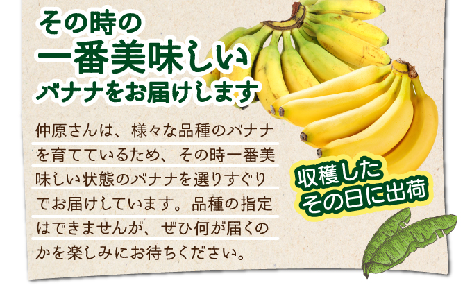 希少！こだわりの水を使い「森ような畑」で栽培する、仲原さんのバナナ【 沖縄県石垣市 沖縄 石垣 石垣島 石垣島産 バナナ ばなな 農薬不使用 化学肥料不使用 離島のいいもの 沖縄いいもの石垣島 】OI