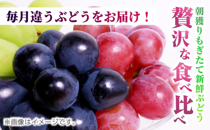 【先行予約】 【3回定期便】 訳あり 毎月違うぶどうをお届け！ ぶどう3種 食べ比べ 切り落とし 約700g 【合同会社 社方園】 [ZBZ048]