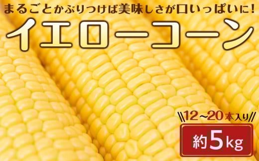 
            ＜2026年6月中旬以降発送・先行予約＞とうもろこし イエローコーン 約4.5kg ( 12 ～ 20本 )
          