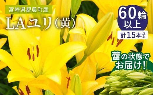 【2週間以内発送】≪期間限定≫LA ユリ(黄) 約15本 生花 切花 百合 国産_T045-0061