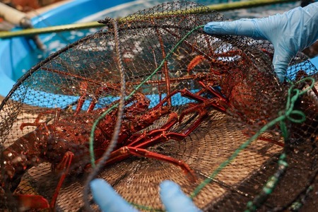 【 伊勢海老 】 天然 伊勢海老 400g いせえび