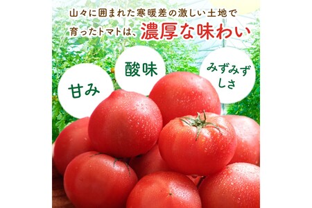 【3回定期便】京丹後産 大玉トマト・訳ありカラフルミニトマト（2026年5月中旬～発送）