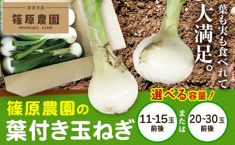 
            葉付き玉ねぎ 選べる 11～15玉前後 20～30玉前後 篠原農園《1月上旬-3月上旬頃出荷》熊本県 葦北郡 津奈木町 野菜 たまねぎ バーベキュー ホイル焼き
          