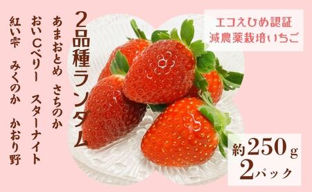 いちご 2パック 農園直送 ランダム 2品種 食べ比べ さちのか おいCベリー あまおとめ 紅い雫 かおり野 スターナイト みくのか 数量限定 愛媛 人気 伊予市 くぼなか農園｜B201