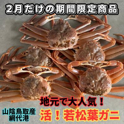 ふるさと納税 岩美町 鳥取網代港　地元で大人気　活!若松葉ガニ(中5枚)【さかなや新鮮組】