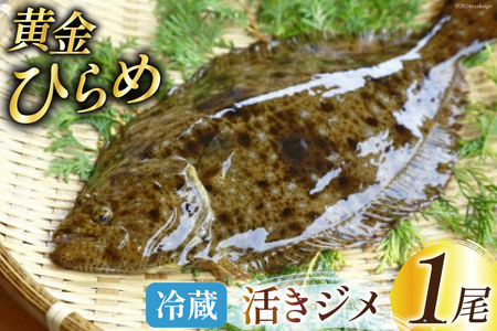 魚 黄金ひらめの活きジメ 1尾 [あゆの是則 宮崎県 日向市 452060877] 魚 魚介 鮮魚 活 ひらめ ヒラメ 平目