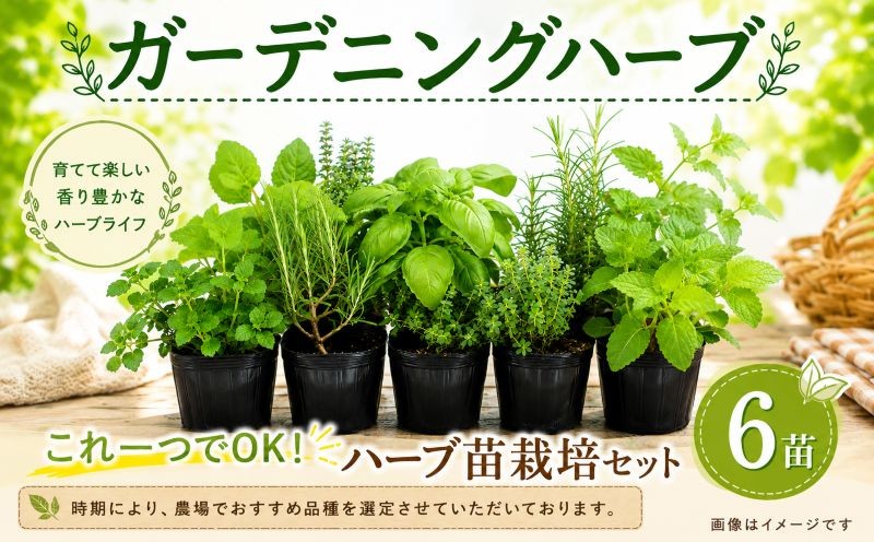 
                  ハーブ 苗 栽培キット 6品種 花苗 苗木 ガーデニング 寄せ植え プランター 土 肥料 付き プレゼント 育成セット 日用品 園芸 花苗 おすすめ セット ポタジェガーデン 埼玉県 羽生市
                