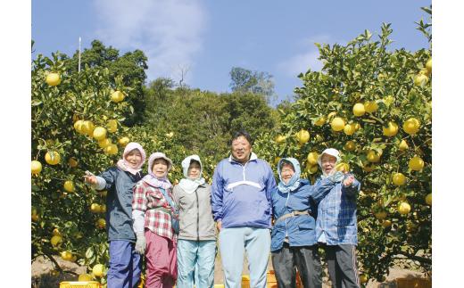 早川農園の足摺小夏（３kg）先行予約 日向夏 みかん ミカン 果物 果実 柑橘 フルーツ こなつ ﾆｭｰｻﾏｰｵﾚﾝｼﾞ デザート 美味しい ギフト 贈答 国産 10000円 1万円【R00191】