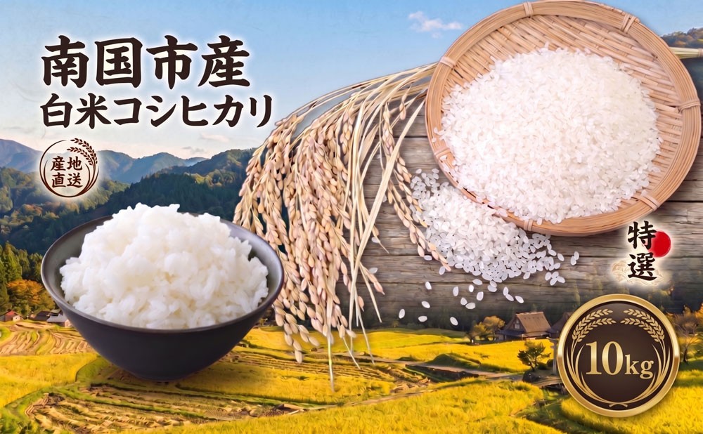 
                  白米 コシヒカリ 10キロ 10kg 数量限定 米 コメ お米 ご飯 おにぎり こめ 令和8年度 農家直送 産地直送 ふるさと納税  高知県 南国市
                