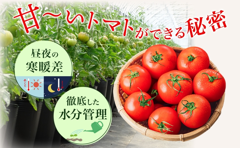 【2025年発送】 糖度8度以上 フルーツトマト はるか8（エイト） 10～15玉 トマト 野菜 夏 野菜 旬 甘い 濃厚 果物 フルーツ 高糖度 新鮮 産地直送 北海道 美深町