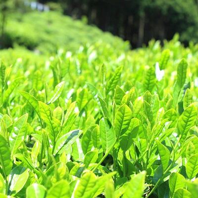 ふるさと納税 大津市 中川誠盛堂茶舗 近江赤ちゃん番茶300g×5本 |  | 02