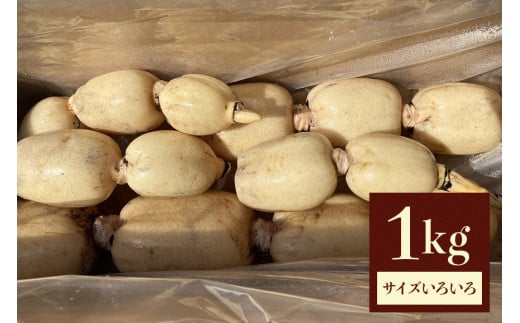 れんこん 1kg (サイズいろいろ) 蓮根 レンコン 国産 野菜 旬 根菜 料理 産地直送 産直 送料無料 いばらきみどり認定取得 (A23-002)