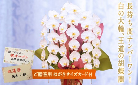 胡蝶蘭 白大輪（キング）3本立ち【はがきサイズカード付】 還暦 お祝い 当選 就任　開業 新築　長生き　母の日　父の日 商売繁盛　記念　お歳暮　お中元 お花 贈り物 プレゼント ギフト こちょうらん F20E-424