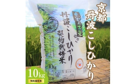 [№5334-0318]令和7年産 京都丹波産 こしひかり 10kg 契約栽培米  白米 精米 お米 こめ コメ コシヒカリ 令和7年 ご飯 ごはん 京都 京都府 南丹市 新米