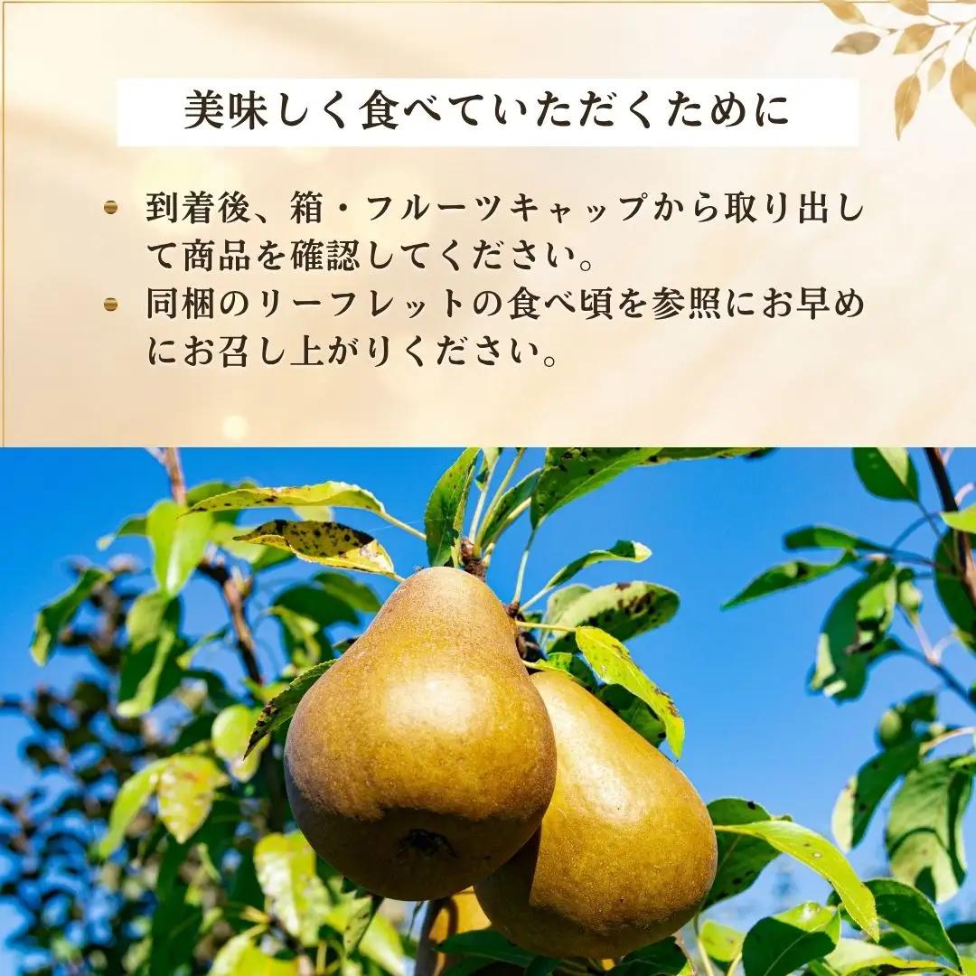 【先行予約】2026年11月下旬より順次発送 西洋梨 ル・レクチェ | 新潟県 佐渡市ルレクチェ