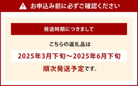 福岡県北九州市若松区産 若松濃縮トマト 約2.4kg 【1.2kg箱(15玉～30玉入り)×2箱】【2025年3月下旬～6月下旬発送予定】