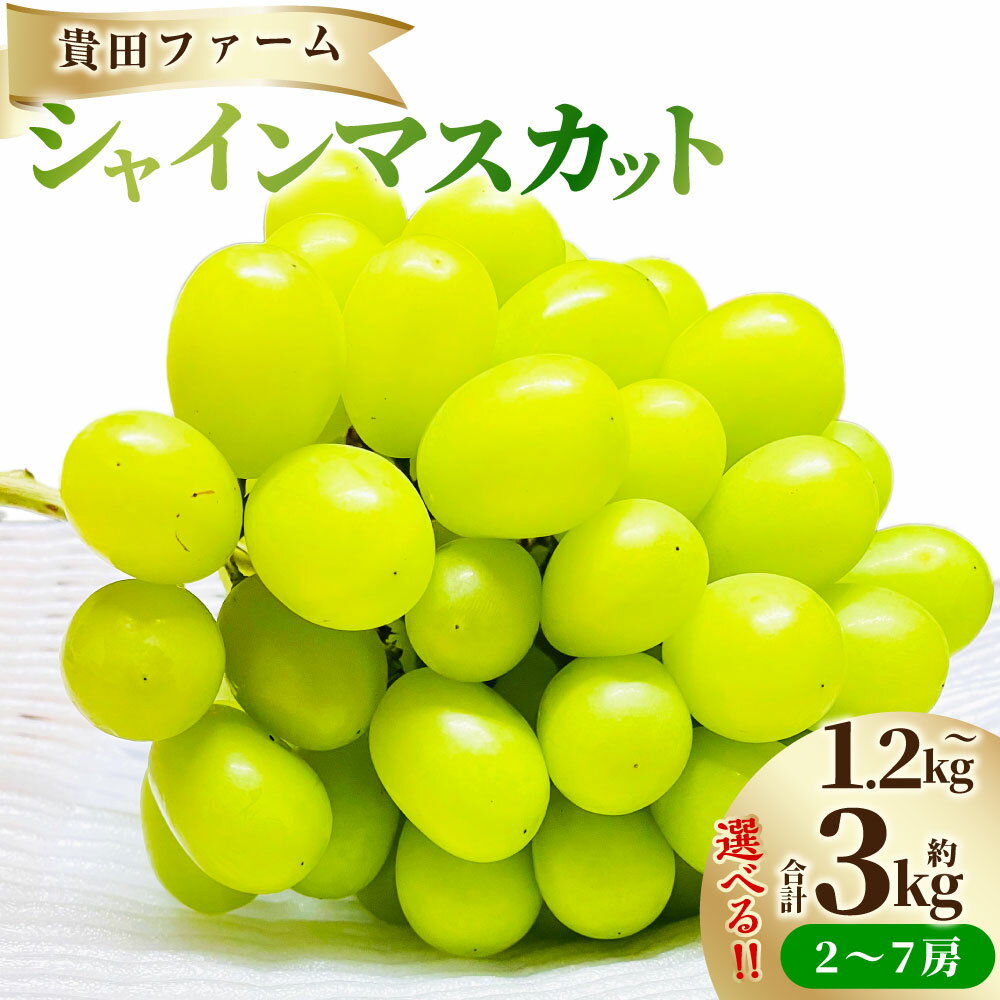 【ふるさと納税】＜選べる内容量＞ シャインマスカット 約1.2kg箱（2～3房） / 約2kg箱（3～5房） / 約3kg箱（4～7房） ぶどう ブドウ 葡萄 フルーツ くだもの 果物 果実 デザート 山形県産 国産 山形県 白鷹町 送料無料 【2026年9月下旬～11月上旬まで順次発送予定】
