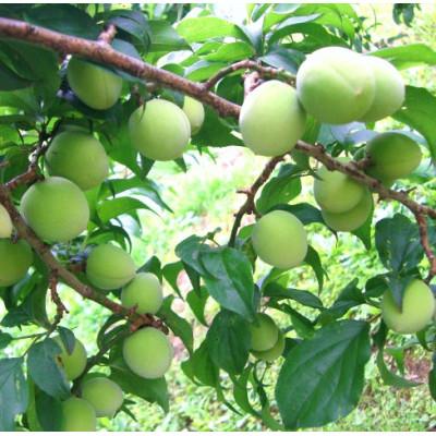 ふるさと納税 御坊市 青梅(紀州南高梅) 3kg【梅酒用・梅シロップ用】 2L/3Lサイズ(簡単レシピ付き) |  | 01