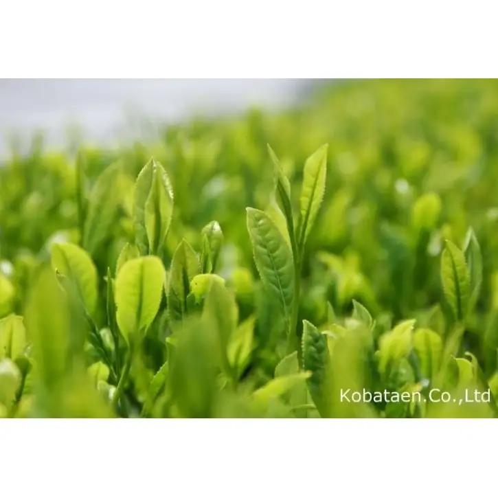 京の老舗 古畑園の特選宇治茶(煎茶140g、雁が音140g) (煎茶 緑茶