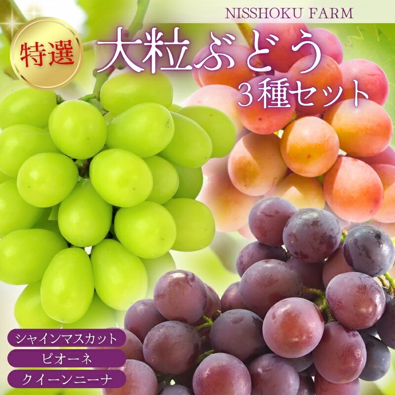 【ふるさと納税】 NISSHOKU FARM 特選 大粒ぶどう3種セット（シャインマスカット入り）岡山 【2025年9月下旬～12月順次発送】/ ぶどう ブドウ 葡萄 シャインマスカット ピオーネ クイーンニーナ フルーツ 果物 特選 大粒サイズ 真庭市