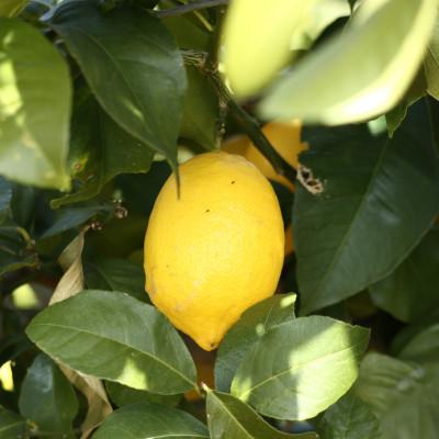 ふるさと納税 香川県 露地レモン　約2kg(10〜20玉) |  | 03