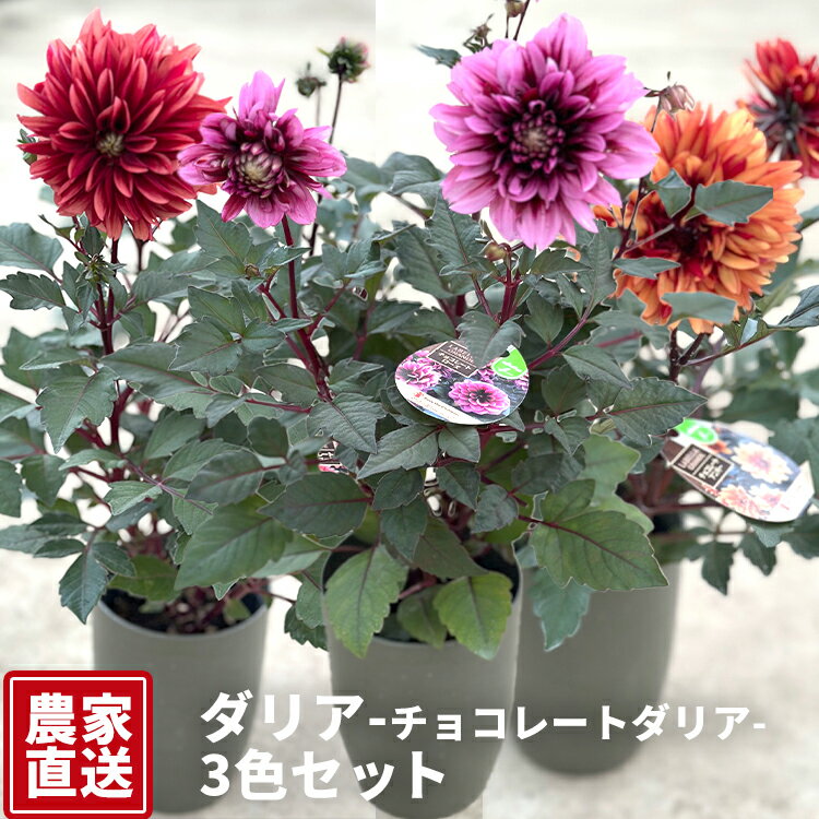 【ふるさと納税】ダリア（チョコレートダリア）3色セット【農家直送】 | 植物 お花 花 鉢 鉢花 花鉢 フラワー ギフトプレゼント 贈り物 珍しい 育てやすい かわいい 可愛い キレイ ※2026年9月上旬～10月中旬頃に順次発送予定 ※北海道・沖縄・離島への配送不可