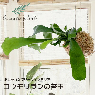 【ふるさと納税】【3月中旬より出荷】苔玉 コウモリラン/ビカクシダ おしゃれなグリーンインテリア 癒しの植物_ 観葉植物 植物 苔玉 コウモリラン インテリア グリーンインテリア 送料無料 大阪府 和泉市 【1594914】
