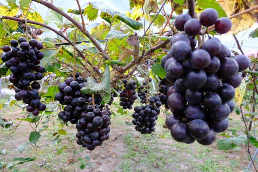マスカットベーリーAは、生食用、醸造（ワイン）用それぞれに用いられる黒ぶどう品種です