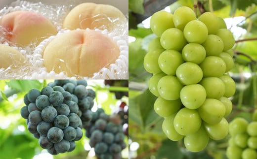 【3回定期便】岡山県産 フルーツ定期便コース （白桃 ・ ニューピオーネ ・ 晴王） 【2026年7月上旬発送開始】 ／ 3回 桃 もも 葡萄 ぶどう シャインマスカット マスカット 果物 果実 フルーツ 旬 定期便 岡山県 美咲町 冷蔵