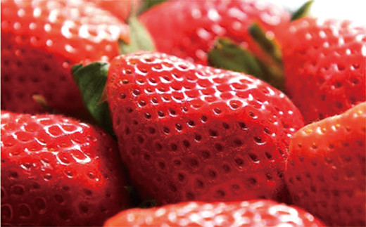 佐賀産 いちご　ほのか・さがほのか ４パック　※写真はイメージです