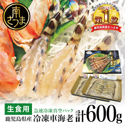 【鹿児島県産】活〆 冷凍車海老 300g（生食用） えび クルマエビ 海鮮 刺身 寿司 天ぷら 塩焼き エビフライ 南さつま市