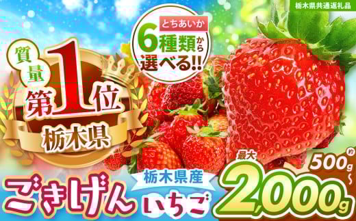 【栃木県共通返礼品】【先行予約】ぎっしりとちあいか 500g | 果物 くだもの フルーツ 野菜 やさい ヤサイ 苺 イチゴ いちご とちあいか 新鮮 甘い 数量 限定 美味しい 果物 共通返礼品 フルーツ デザート 栃木県 那珂川町 送料無料