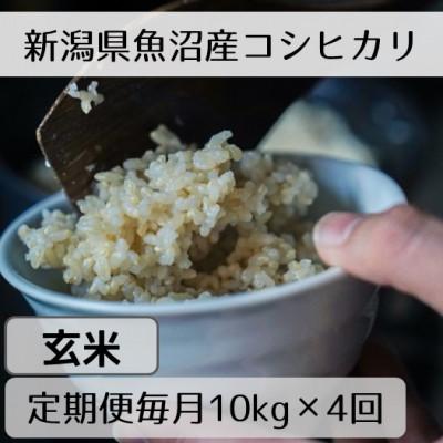 ふるさと納税 十日町市 【毎月定期便】新潟県魚沼産コシヒカリ「山清水米」玄米10kg全4回
