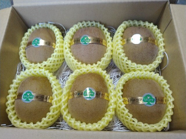 【ふるさと納税】 キウイ キウイフルーツ 志々島ゴールドキウイ 極み 約1.8kg 【数量限定】 [ 高糖度 大玉 フルーツ 果物 黄肉 甘い 人気 おすすめ 美味しい 贈答用 ギフト お取り寄せ グルメ 国産 送料無料 香川県 三豊市 返礼品 志々島オーシャンズ ]