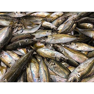 ふるさと納税 八幡浜市 竹中水産の「宇和海産小アジ」約3キロ!【C22-259】