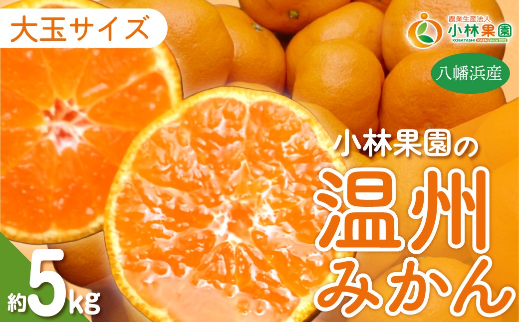 
                  【先行受付】小林果園の果汁たっぷり愛媛温州みかん(約5kg・3L～Lサイズ)【24-41】ふるさと納税 みかん ミカン  柑橘 柑橘類 フルーツ 果物 くだもの 人気 美味しい 愛媛県 八幡浜 YWTAD032
                