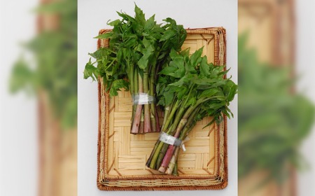 しどけ 天然 極上品 250g×2束 計500g 岩手県 遠野市 産 シドケ 山菜 田村りんご店 期間限定 数量限定 【 先行予約 2026年5月上旬発送】