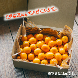 【期間限定・先行予約】きんかん 種なし 約2kg キンカン 種無し 金柑 たねなし 徳島 【2026年1月中旬以降順次発送】