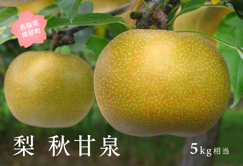 秋甘泉［梨］（5kg箱）2026年9月7日・10日・13日出荷予定＜数量限定＞