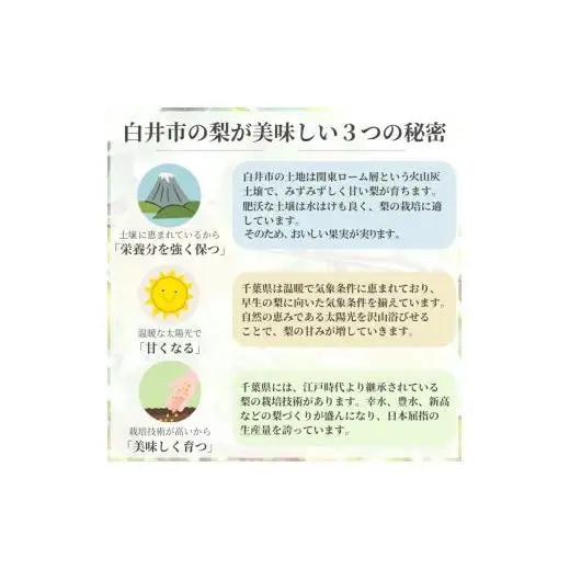【2026年秋収穫分】あきづき 5kg 12～16玉 しろいの梨 予約受付 果汁たっぷり 甘い 美味しい ジューシー 千葉県 白井市